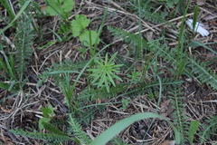Linaria vulgaris