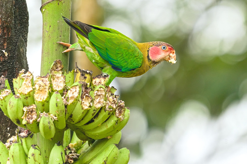 Rose-faced Parrot (Pyrilia pulchra), photo 4