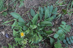 Centaurea jacea