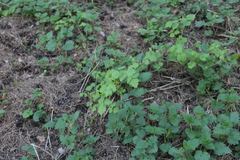 Rubus idaeus