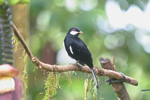 Black Solitaire (Entomodestes coracinus), photo 2
