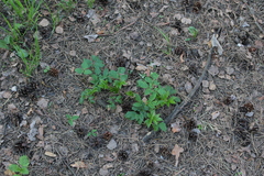 Aegopodium podagraria