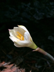 Zephyranthes concolor