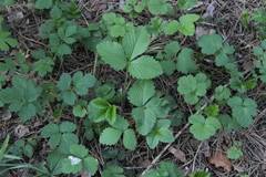 Fragaria vesca