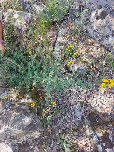 Image of Adenocarpus complicatus by (c) Diego Rodríguez Hernández, some rights reserved (CC BY)
