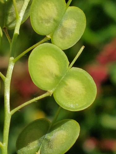 Buckler mustard (Biscutella auriculata)