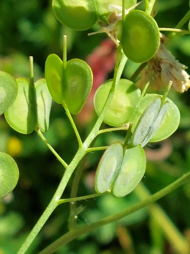 Biscutella auriculata, photograph 2
