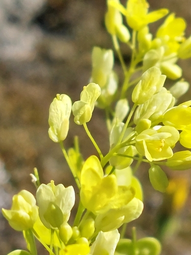 Biscutella auriculata, photograph 3