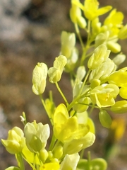 Biscutella auriculata, photograph (c) Diego Rodríguez Hernández, some rights reserved (CC BY)