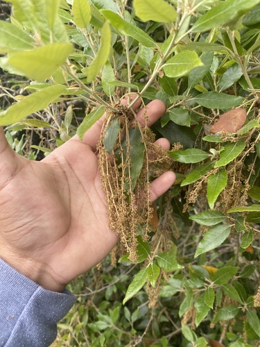 iNaturalist observation photo of Holm oak