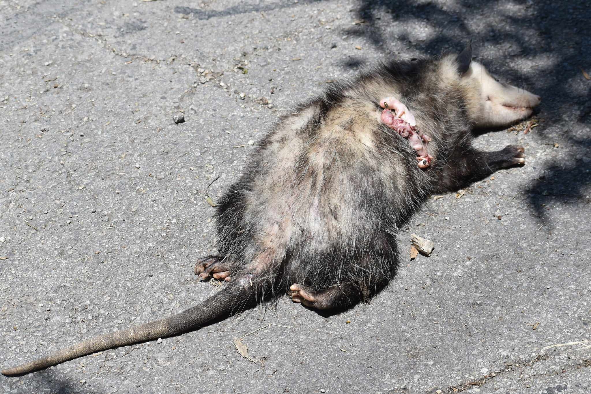 Didelphis virginiana<br>17 May, 2024