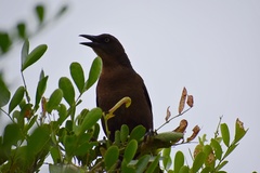 Quiscalus mexicanus