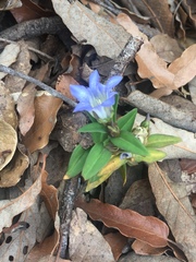 Gentiana spathacea
