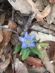 Gentiana spathacea