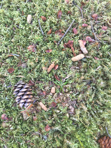 Canachites canadensis