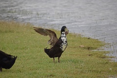 Anas platyrhynchos domesticus