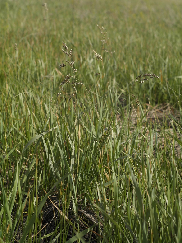 Anthoxanthum repens (Anthoxanthum repens)