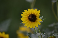 Apis mellifera