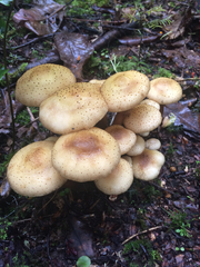 Armillaria limonea