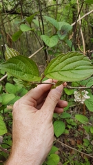 Viburnum erubescens
