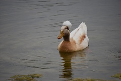 Anas platyrhynchos domesticus