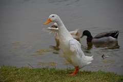 Anas platyrhynchos domesticus