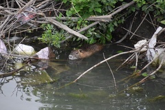 Myocastor coypus