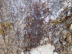 Frullania californica