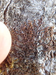 Frullania californica