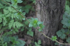 Solanum dulcamara