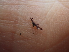 Frullania californica