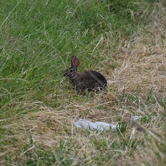 Sylvilagus floridanus