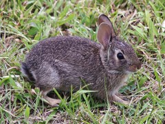 Sylvilagus floridanus