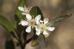 Prunus susquehanae