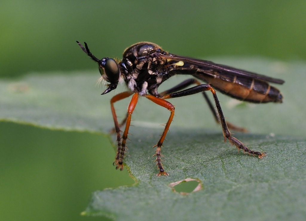 Common red-legged robberfly