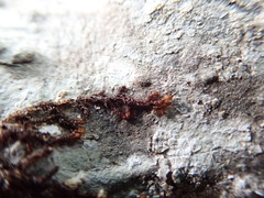 Ptilidium pulcherrimum