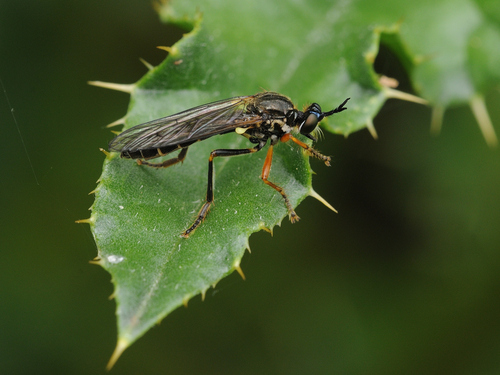 Dioctria rufipes nuotrauka