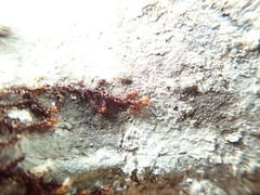 Ptilidium pulcherrimum