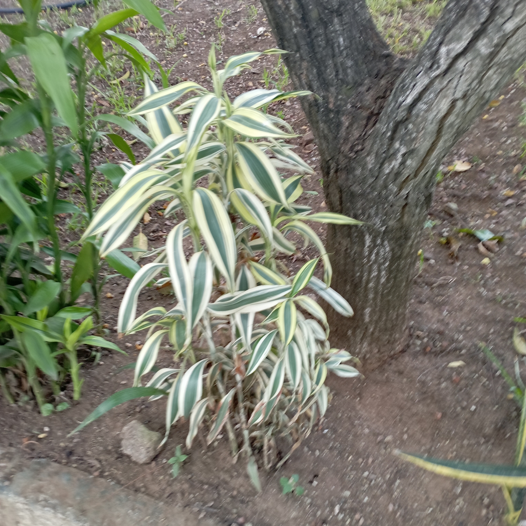Imagem de Bambu-da-sorte