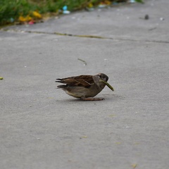 Passer domesticus