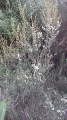Olearia solandri