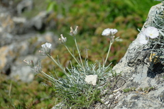 Convolvulus sericocephalus