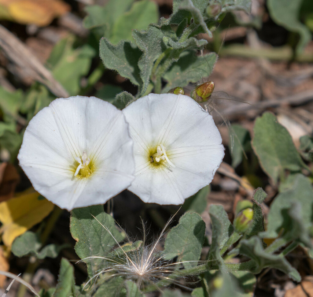 field bindweed from Elida, NM 88116, USA on May 2, 2024 at 11:47 AM by ...