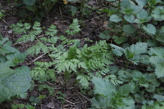 Anthriscus sylvestris