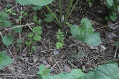 Sorbus aucuparia