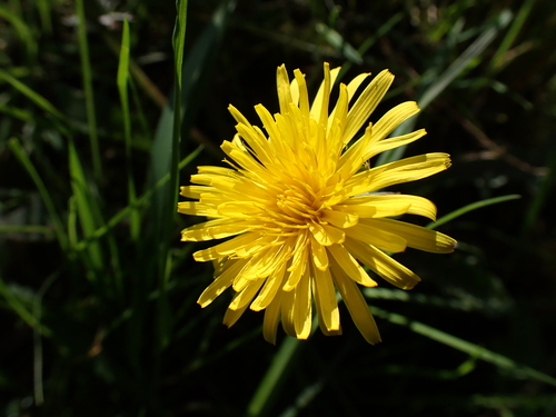 Image of Taraxacum euryphyllum by (c) Skjold Søndergaard, some rights reserved (CC BY)