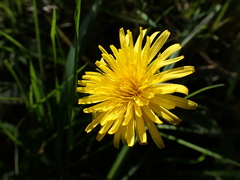 (c) Skjold Søndergaard, some rights reserved (CC BY) Taraxacum euryphyllum, photograph (c) Skjold Søndergaard, some rights reserved (CC BY)