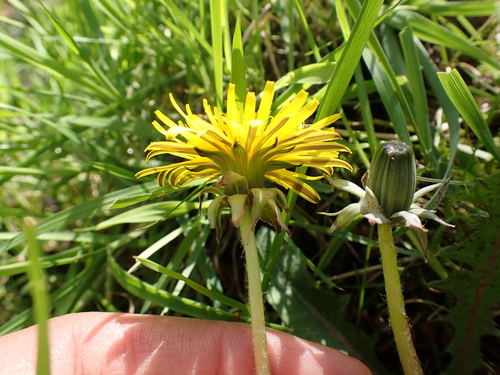 wide-stalked dandelion (Taraxacum euryphyllum)