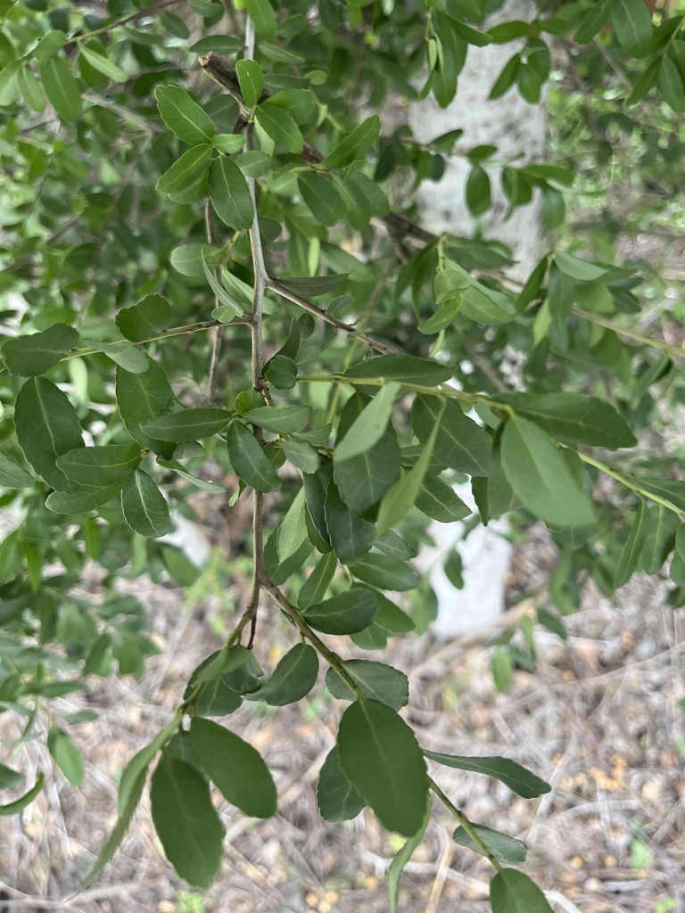 Yaupon holly from grant rd houston tx us on may 17 2024 at 03 32 pm