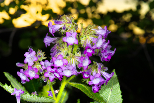 Eriodictyon sessilifolium (Eriodictyon sessilifolium)